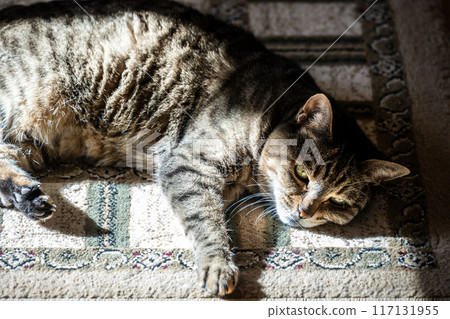 Cat 117131955