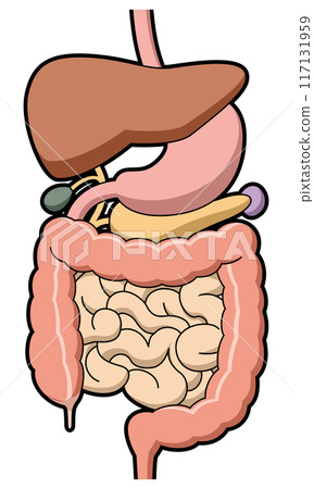 Digestive system diagram 117131959