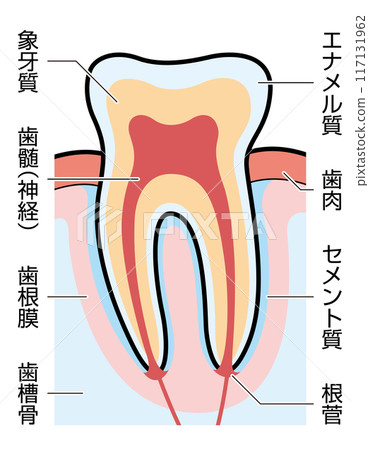 牙齒橫切面圖及解釋 117131962