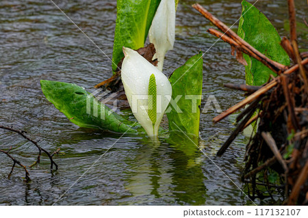 臭鼬白菜 117132107