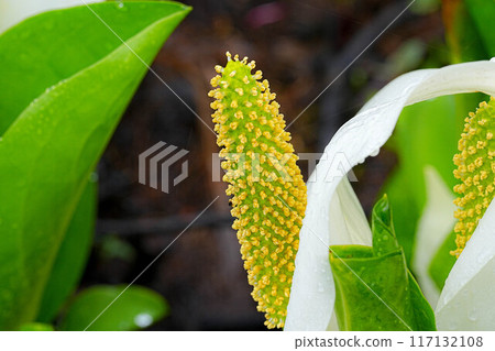 臭鼬白菜 117132108