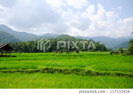 Landscape of greenery paddy rice terrace field on tropical mountain with sunny in the countryside of Thailand 117132656