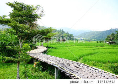 landscape of woven wooden bridge for walking across agriculture field and greenery paddy rice terrace to homestay and hut on hill in Thailand landscape of woven wooden bridge for walking across agriculture field and greenery paddy rice terrace to homestay and hut on hill in Thailand 117132658