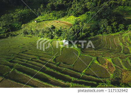 Rice fields in the growing season, rice terraces in rural mountains 117132942