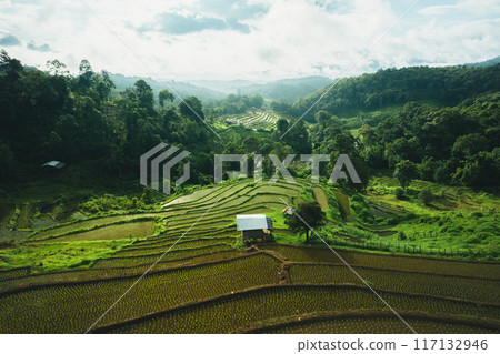 Rice fields in the growing season, rice terraces in rural mountains Rice fields in the growing season, rice terraces in rural mountains 117132946