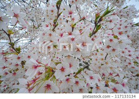 Amarume Park 117133134