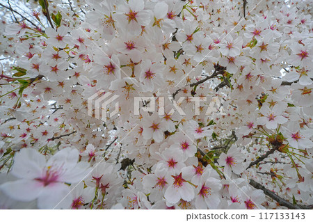 甘梅公園 117133143