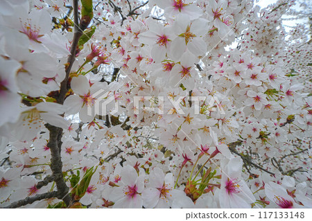 Amarume Park 117133148