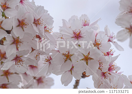 Amarume Park 117133271