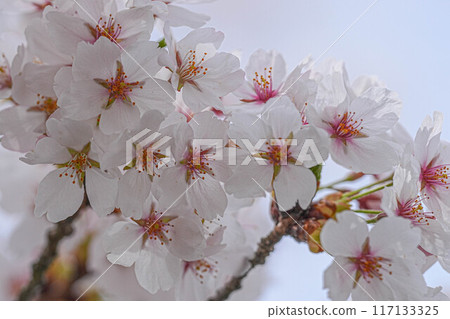 Amarume Park Amarume Park 117133325