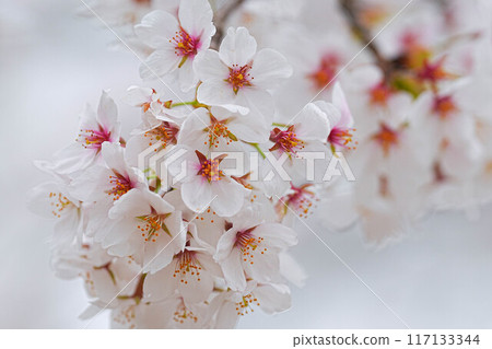 Amarume Park Amarume Park 117133344