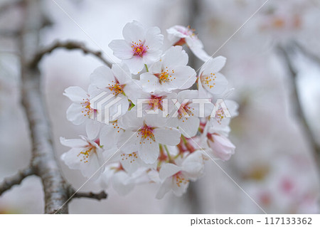 Amarume Park 117133362
