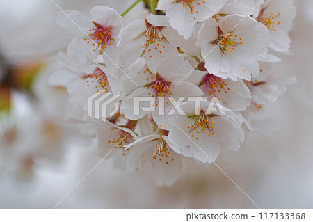 Amarume Park Amarume Park 117133368