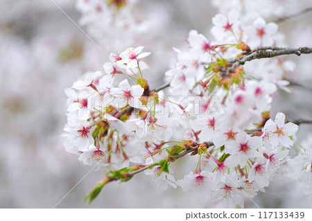 Amarume Park 117133439