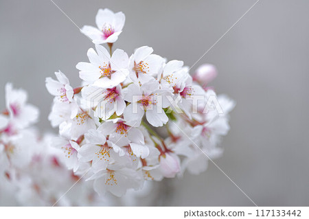 甘梅公園 117133442