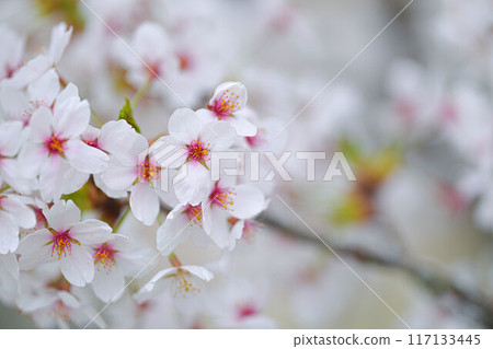 Amarume Park 117133445