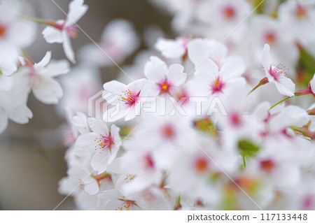 Amarume Park 117133448