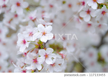 Amarume Park 117133455