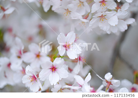 Amarume Park 117133456