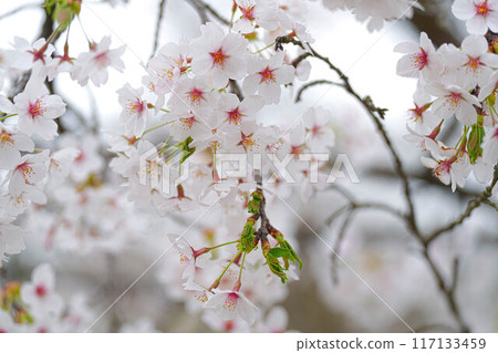 甘梅公園 117133459