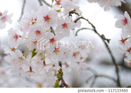 Amarume Park 117133460
