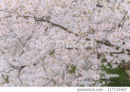 Amarume Park Amarume Park 117133487