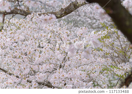 甘梅公園 117133488