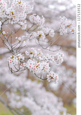 Amarume Park Amarume Park 117133512