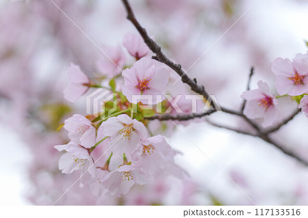 Amarume Park Amarume Park 117133516