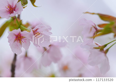 Amarume Park 117133520