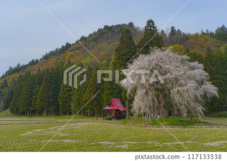 Branch cherry tree of the notice 117133538