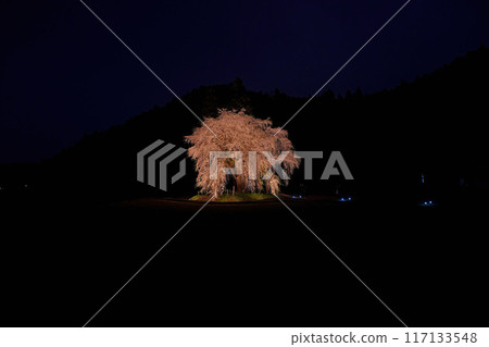 Branch cherry tree of the notice 117133548