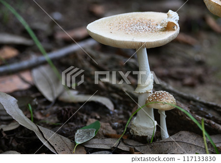 毒蘑菇繖形毒蕈 毒蘑菇繖形毒蕈 117133830