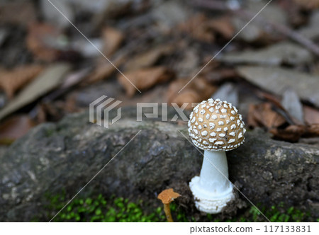 毒蘑菇繖形毒蕈 毒蘑菇繖形毒蕈 117133831