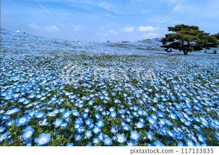 Nemophila blooming on the hill of Miharashi 117133835