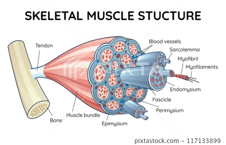 Skeletal muscle anatomy outline diagram. Structure with anatomical inner layers. Labeled educational medical vector illustration 117133899