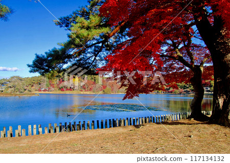 Autumn Nanko Park (Shirakawa City, Fukushima Prefecture) 117134132