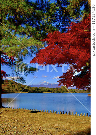 秋季南港公園（福島縣白川市） 117134136