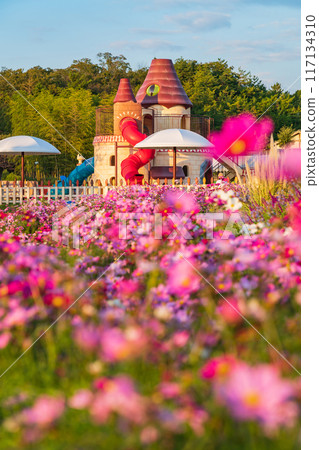 吉卜力公園，盛開的波斯菊<愛知縣長手市> 117134310
