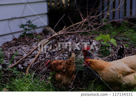 Group of backyard chickens near brush pile 117134331