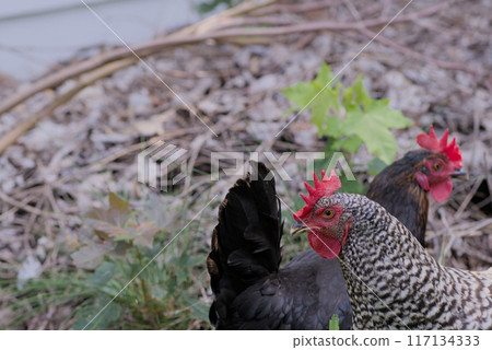 two backyard chickens near brush pile two backyard chickens near brush pile 117134333
