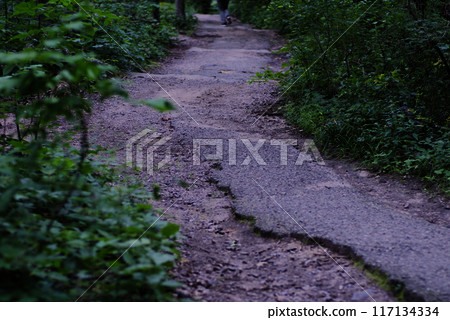 Forest Path old with foliage 117134334