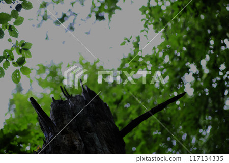 Broken Tree looking toward the sky Broken Tree looking toward the sky 117134335