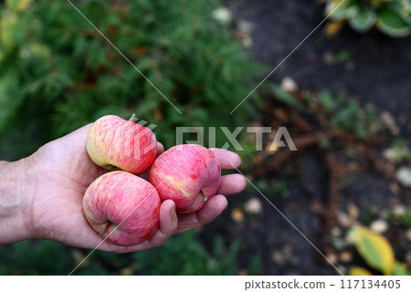 Ripe red apples in your hands. The concept of harvesting. Ripe red apples in your hands. The concept of harvesting. 117134405