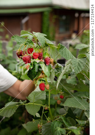 Picking raspberries in the garden. Woman picking ripe raspberries from bushes outdoors, close-up. Summer garden in the village. Growing a berry crop on a farm. Juicy ripe fruits Picking raspberries in the garden. Woman picking ripe raspberries from bushes outdoors, close-up. Summer garden in the village. Growing a berry crop on a farm. Juicy ripe fruits 117134414