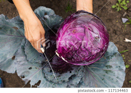 Red cabbage farm and farmer. Red cabbage farm and farmer. 117134463