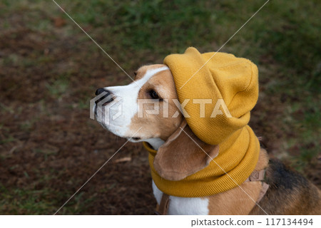 A beagle dog in a knitted yellow hat and scarf is lying on the sofa. Cozy warm home environment, preparation for cold weather. Autumn concept. A beagle dog in a knitted yellow hat and scarf is lying on the sofa. Cozy warm home environment, preparation for cold weather. Autumn concept. 117134494
