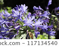 Blooming agapanthus flowers 117134540