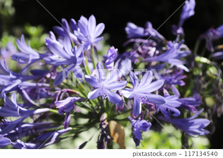 百子蓮花盛開 百子蓮花盛開 117134540