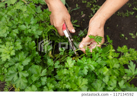 a woman collects parsley in the garden. home gardening and cultivation of greenery concept 117134592